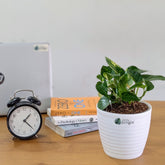 Golden pothos, with 5.5 inches white decor pot